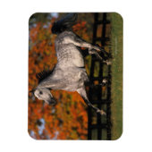 Arabisches Pferd: Herbst 1 Magnet (Vertikal)