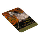 Arabisches Pferd: Herbst 1 Magnet (Rechte Seite)