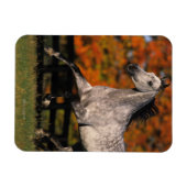 Arabisches Pferd: Herbst 1 Magnet (Horizontal)