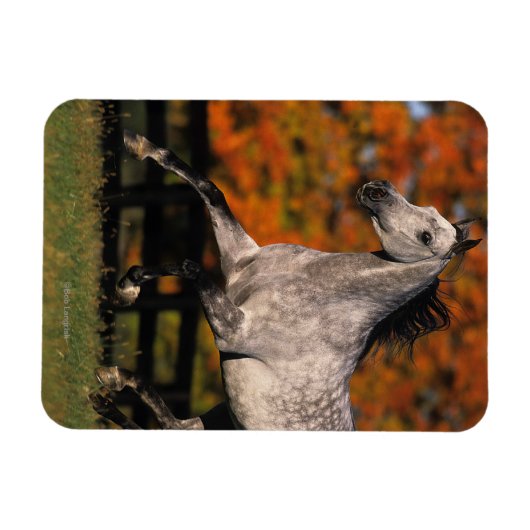 Arabisches Pferd: Herbst 1 Magnet (Horizontal)