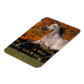 Arabisches Pferd: Herbst 1 Magnet (Linke Seite)