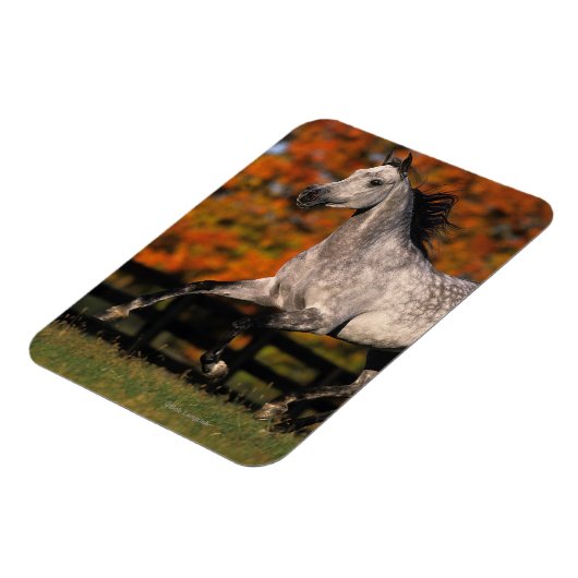Arabisches Pferd: Herbst 1 Magnet (Linke Seite)