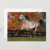 Arabisches Pferd: Herbst 1 Postkarte (Vorne/Hinten)