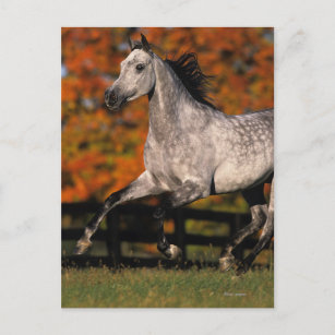* Pferde *Postcard Pferd  ***  Horse   Postkarte    # 105 