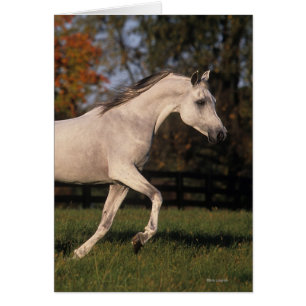 Arabisches Pferd: Herbst 2