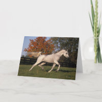 Arabisches Pferd: Herbst 2