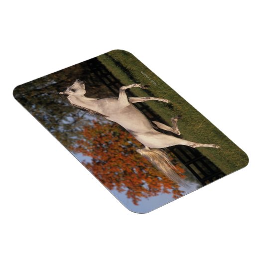 Arabisches Pferd: Herbst 2 Magnet (Rechte Seite)