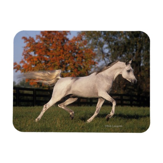 Arabisches Pferd: Herbst 2 Magnet (Horizontal)