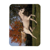 Arabisches Pferd: Herbst 2 Magnet (Vertikal)