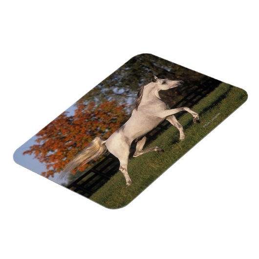 Arabisches Pferd: Herbst 2 Magnet (Linke Seite)