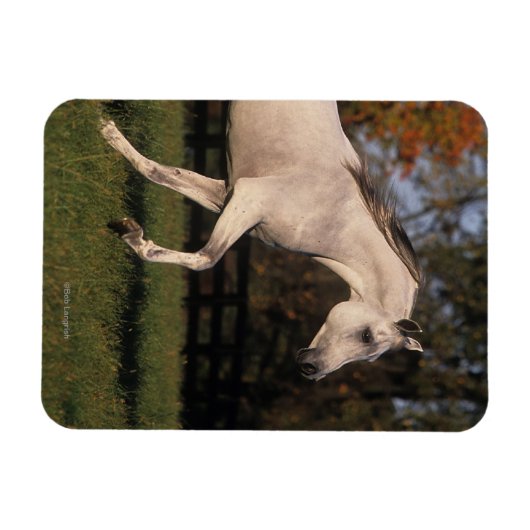 Arabisches Pferd: Herbst 2 Magnet (Horizontal)