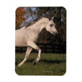 Arabisches Pferd: Herbst 2 Magnet (Vertikal)
