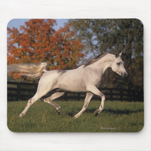 Arabisches Pferd: Herbst 2 Mousepad (Vorne)
