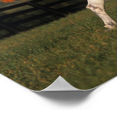 Arabisches Pferd: Herbst 2 Poster (Ecke)