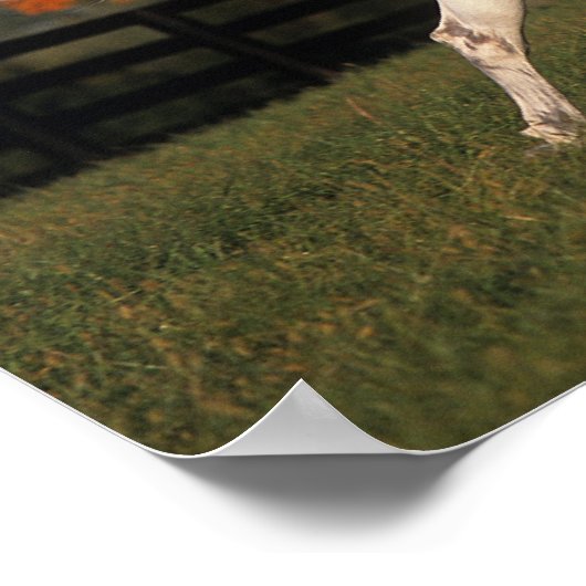 Arabisches Pferd: Herbst 2 Poster (Ecke)