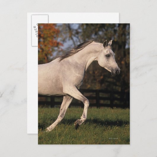 Arabisches Pferd: Herbst 2 Postkarte (Vorne/Hinten)