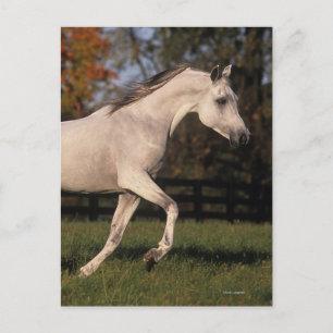 Arabisches Pferd: Herbst 2 Postkarte