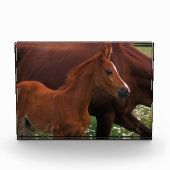 Arabisches Pferd in der Nähe der Mutter Fotoblock (Vorderseite)