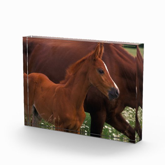 Arabisches Pferd in der Nähe der Mutter Fotoblock (Rechts)