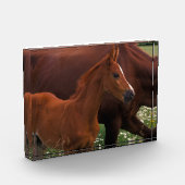 Arabisches Pferd in der Nähe der Mutter Fotoblock (Links)