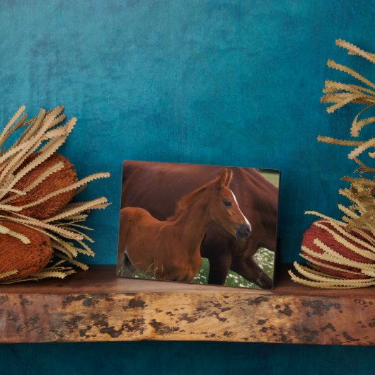 Arabisches Pferd in der Nähe der Mutter Fotoplatte (Seite)