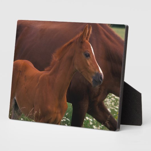 Arabisches Pferd in der Nähe der Mutter Fotoplatte (Seite)