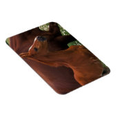 Arabisches Pferd in der Nähe der Mutter Magnet (Rechte Seite)