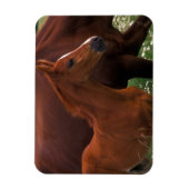 Arabisches Pferd in der Nähe der Mutter Magnet (Vertikal)