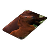 Arabisches Pferd in der Nähe der Mutter Magnet (Linke Seite)