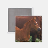 Arabisches Pferd in der Nähe der Mutter Magnet (Vorderseite/Rückseite)