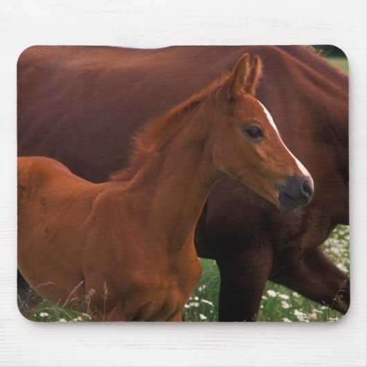 Arabisches Pferd in der Nähe der Mutter Mousepad (Vorne)