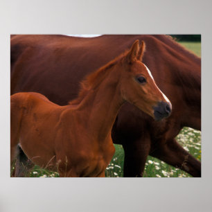 Arabisches Pferd in der Nähe der Mutter Poster