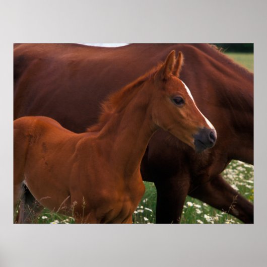 Arabisches Pferd in der Nähe der Mutter Poster (Vorne)