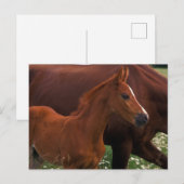 Arabisches Pferd in der Nähe der Mutter Postkarte (Vorne/Hinten)
