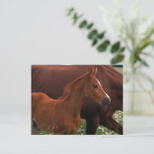 Arabisches Pferd in der Nähe der Mutter Postkarte (Stehend Vorderseite)