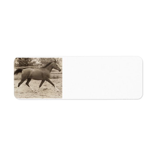 Arabisches-Pferd-Label (Vorne)