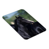 Arabisches Pferd Magnet (Rechte Seite)