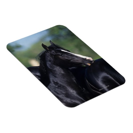 Arabisches Pferd Magnet (Rechte Seite)