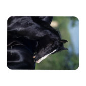 Arabisches Pferd Magnet (Horizontal)