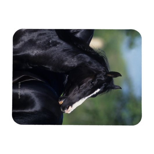 Arabisches Pferd Magnet (Horizontal)