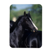 Arabisches Pferd Magnet (Vertikal)