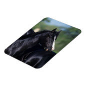Arabisches Pferd Magnet (Linke Seite)