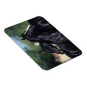 Arabisches Pferd Magnet (Rechte Seite)