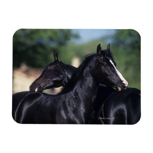 Arabisches Pferd Magnet (Horizontal)