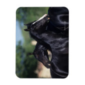 Arabisches Pferd Magnet (Vertikal)