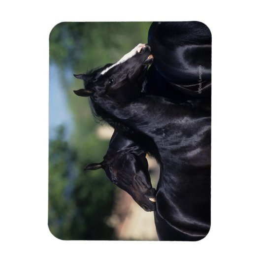 Arabisches Pferd Magnet (Vertikal)