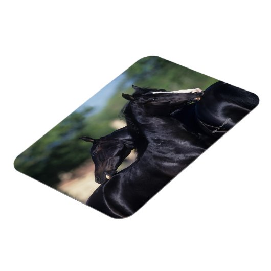 Arabisches Pferd Magnet (Linke Seite)