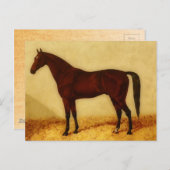 Arabisches Pferd mit Kastanienmantel Postkarte (Vorne/Hinten)