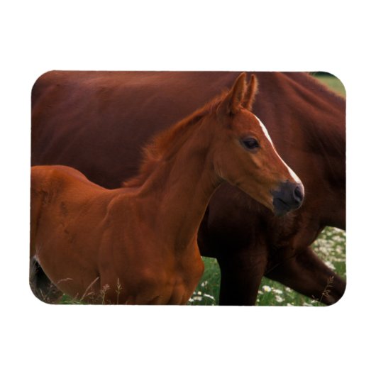 Arabisches Pferd neben der Mutter Magnet (Horizontal)