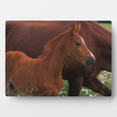 Arabisches Pferd neben Mutter Fotoplatte (Vorderseite)